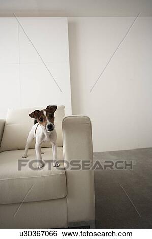 Jack Russell Terrier on Sofa View Large Photo Image Stock Photograph - Jack Russell Terrier on Sofa. Fotosearch