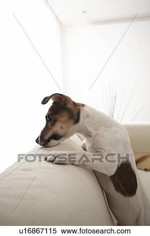 Jack Russell Terrier on Sofa View Large Photo Image Stock Photography - Jack Russell Terrier on Sofa. Fotosearch
