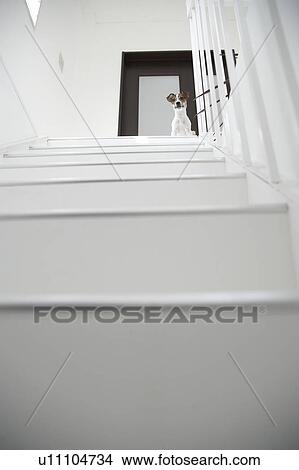 Picture - Jack Russell Terrier On Top Of Steps. Fotosearch