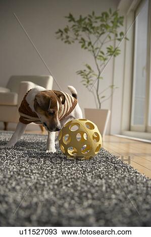 Stock Image - Jack Russell Terrier Playing with Ball. Fotosearch