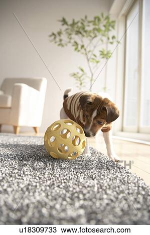 Stock Image - Jack Russell Terrier Playing with Ball. Fotosearch