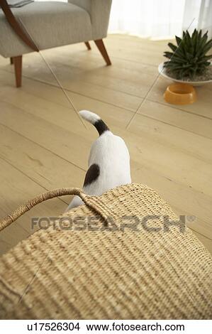 Jack Russell Terrier Playing With Basket View Large Photo Image Picture - Jack Russell Terrier Playing With Basket. Fotosearch