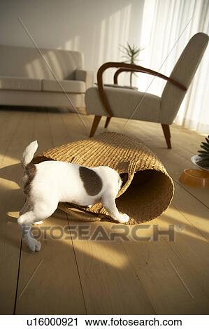 Jack Russell Terrier Playing With Basket View Large Photo Image Stock Image - Jack Russell Terrier Playing With Basket. Fotosearch