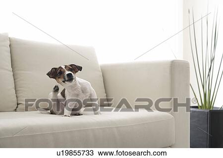 Stock Image - Jack Russell Terrier Scratching Itself on Sofa. Fotosearch