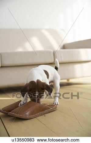 Jack Russell Terrier Smelling Slippers View Large Photo Image Stock Image - Jack Russell Terrier Smelling Slippers. Fotosearch