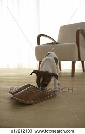 Jack Russell Terrier Smelling Slippers View Large Photo Image Stock Image - Jack Russell Terrier Smelling Slippers. Fotosearch