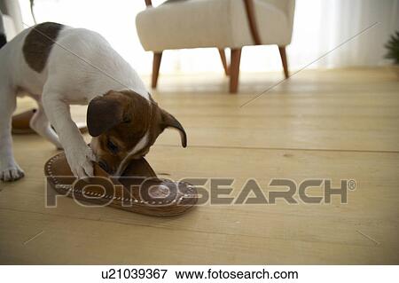 Stock Photo - Jack Russell Terrier Smelling Slippers. Fotosearch