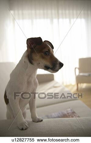 Stock Photography - Jack Russell Terrier. Fotosearch