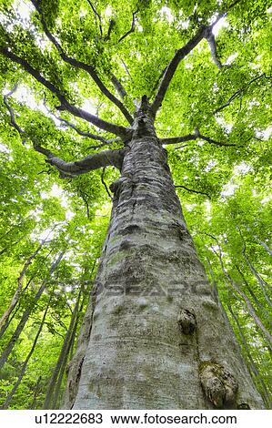 Stock Image - Japanese Beech forest, Aomori Prefecture, Honshu, Japan. Fotosearch