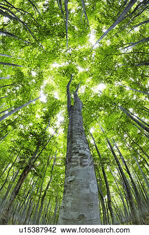 Japanese Beech forest, Aomori Prefecture, Honshu, Japan View Large Photo Image Stock Image - Japanese Beech forest, Aomori Prefecture, Honshu, Japan. Fotosearch