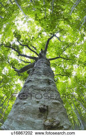 Stock Image - Japanese Beech forest, Aomori Prefecture, Honshu, Japan. Fotosearch