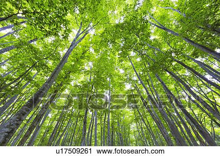 Japanese Beech forest, Aomori Prefecture, Honshu, Japan View Large Photo Image Stock Image - Japanese Beech forest, Aomori Prefecture, Honshu, Japan. Fotosearch