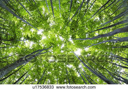 Japanese Beech forest, Aomori Prefecture, Honshu, Japan View Large Photo Image Stock Image - Japanese Beech forest, Aomori Prefecture, Honshu, Japan. Fotosearch