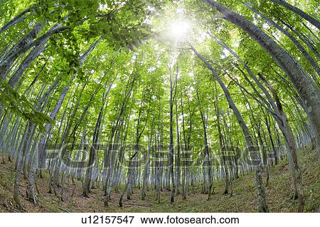 Japanese Beech forest, Aomori Prefecture, Honshu, Japan View Large Photo Image Stock Photo - Japanese Beech forest, Aomori Prefecture, Honshu, Japan. Fotosearch