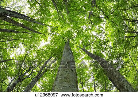 Japanese Beech forest, Aomori Prefecture, Honshu, Japan View Large Photo Image Stock Photo - Japanese Beech forest, Aomori Prefecture, Honshu, Japan. Fotosearch