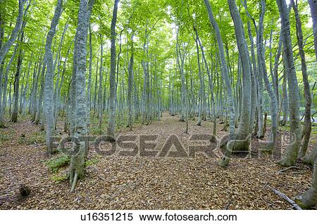 Japanese Beech forest, Aomori Prefecture, Honshu, Japan View Large Photo Image Stock Photography - Japanese Beech forest, Aomori Prefecture, Honshu, Japan. Fotosearch