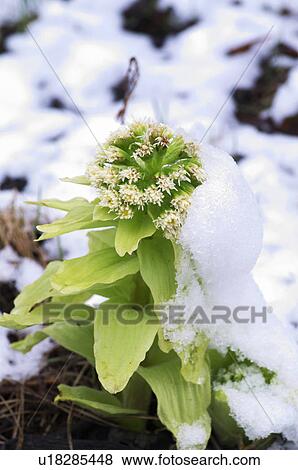 Stock Photo - Japanese Butterbur in snow, Hokkaido Prefecture, Japan. Fotosearch