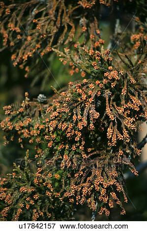 Stock Photo - Japanese Cedar (Cryptomeria japonica) tree, close-up. Fotosearch