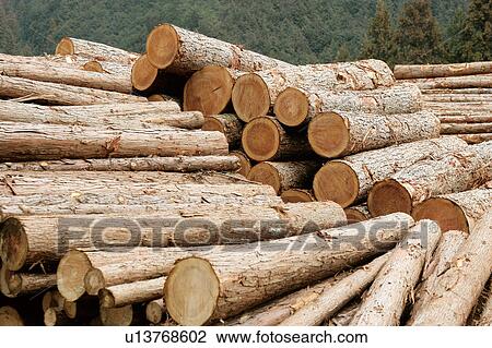 Stock Image - Japanese Cedar logs . Fotosearch
