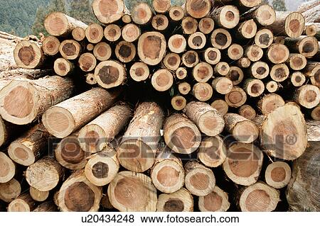 Japanese Cedar logs View Large Photo Image Stock Photo - Japanese Cedar logs . Fotosearch