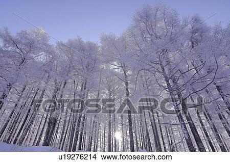 Japanese larch in winter, low angle view, Yamagata Prefecture, Japan View Large Photo Image Picture - Japanese larch in winter, low angle view, Yamagata Prefecture, Japan. Fotosearch