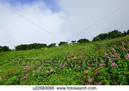 Japanese Meadowsweet View Large Photo Image Stock Photo - Japanese Meadowsweet. Fotosearch