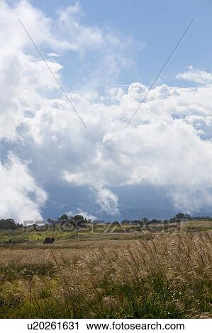 Stock Image - Japanese Pampas Grass and Fields. Fotosearch