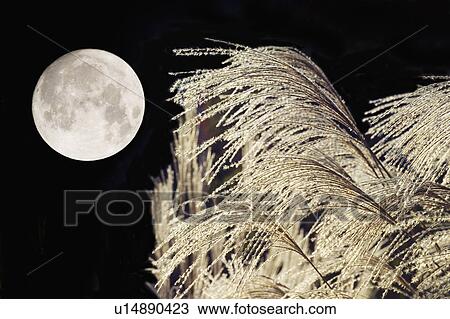 Stock Image - Japanese silver grass and moon. Fotosearch
