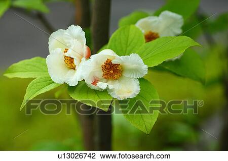 Japanese Stewartia Flowers View Large Photo Image Stock Image - Japanese Stewartia Flowers. Fotosearch