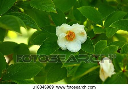 Stock Photo - Japanese Stewartia Flowers. Fotosearch