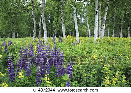 Japanese White Birch and lupine, Hokkaido Prefecture, Japan View Large Photo Image Picture - Japanese White Birch and lupine, Hokkaido Prefecture, Japan. Fotosearch
