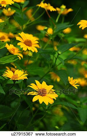 Stock Photo - Jerusalem Artichoke Flowers. Fotosearch