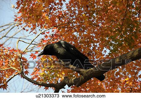 Stock Image - Jungle Crow on Maple Tree. Fotosearch