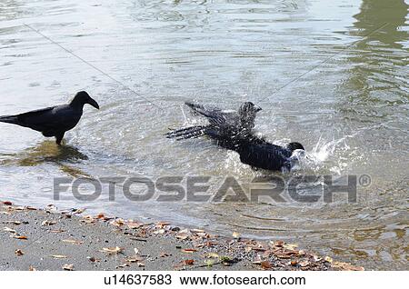 Stock Image - Jungle Crows Bathing. Fotosearch