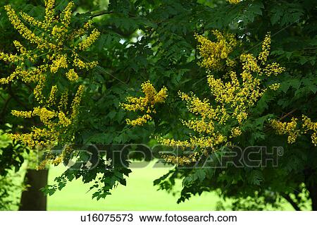 Stock Image - Koelreuteria Paniculata Flowers. Fotosearch