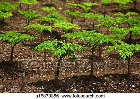 Stock Photograph - Konnyaku Potato Field. Fotosearch