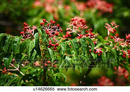 Stock Photography - Korean Sweetheart Tree. Fotosearch