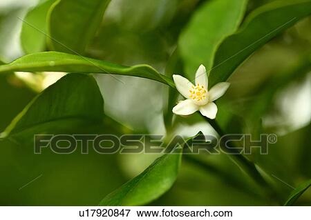 Kumquat Flower View Large Photo Image Stock Photo - Kumquat Flower. Fotosearch