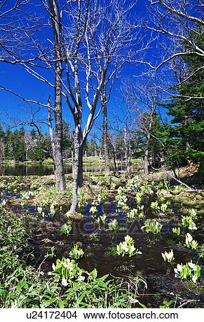 Picture - Lake and Eastern skunk cabbages . Fotosearch