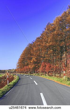 Larch Trees and Road View Large Photo Image Picture - Larch Trees and Road. Fotosearch