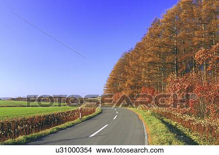 Picture - Larch Trees by Country Road. Fotosearch
