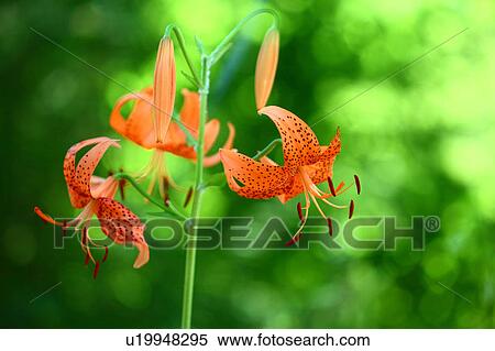 Leichtlins Lily View Large Photo Image Stock Photography - Leichtlins Lily. Fotosearch