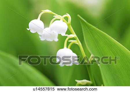 Lily of the valley, close-up, Hokkaido Prefecture, Japan View Large Photo Image Stock Photography - Lily of the valley, close-up, Hokkaido Prefecture, Japan. Fotosearch