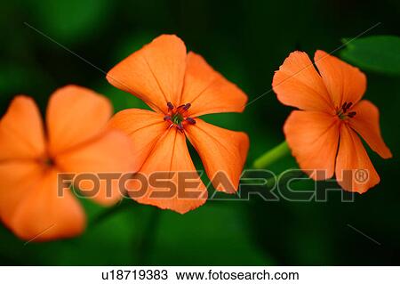 Lychnis Miqueliana Flowers View Large Photo Image Stock Image - Lychnis Miqueliana Flowers. Fotosearch