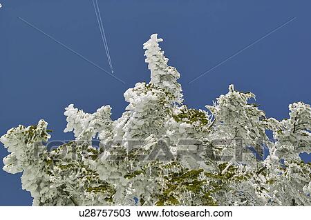 Stock Image - Maries fir (Abies mariesii ) in winter. Fotosearch