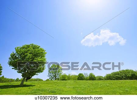 Meadow and trees, Saitama Prefecture, Japan View Large Photo Image Stock Photography - Meadow and trees, Saitama Prefecture, Japan. Fotosearch