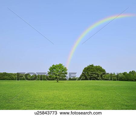Meadow, trees and rainbow, Saitama Prefecture, Japan View Large Photo Image Stock Image - Meadow, trees and rainbow, Saitama Prefecture, Japan. Fotosearch