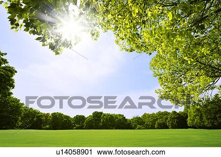 Stock Image - Meadow, trees and sunbeam, Tokyo Prefecture, Japan. Fotosearch