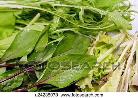 Stock Photo - Mizuna and baby beet greens, Aichi Prefecture, Japan. Fotosearch