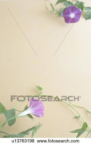 Morning glories View Large Photo Image Stock Photo - Morning glories. Fotosearch